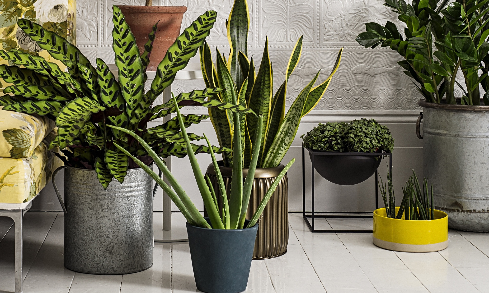 How to make the most of house plants | Life and style | The Guardian