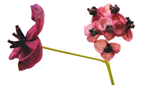 Ask Alys: Akebia Quinata