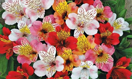 What do this week: Peruvian lilies