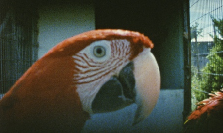 Gusmão and Paiva, Papagaio