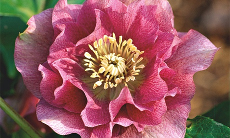Plant offer: Hellebore 'Washfield Doubles'