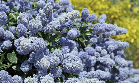 Plant of week: ceanothus