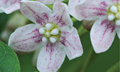  Dregea sinensis ‘Wattakaka’: ‘Pretty panicles of starry flowers from July to September.’