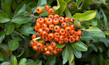 Ask Alys: pyracantha