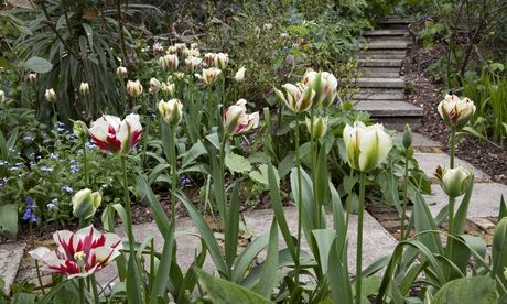 Gardens: tulips