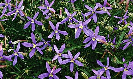 Plant offer: Laurentia 'Indigo Stars'
