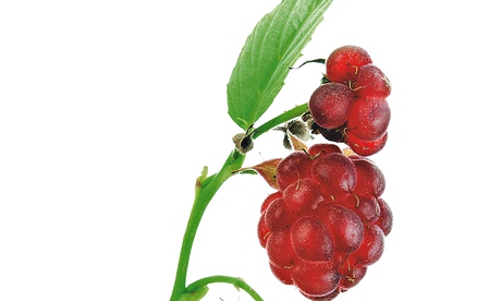 Ask Alys: raspberries