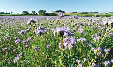 Alys Fowler: green manure