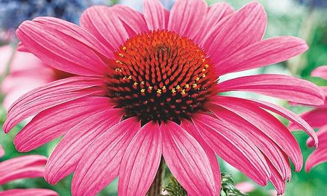 Plant of week: Echinacea 'Primadonna'