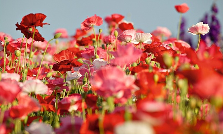 Alys Fowler: annuals