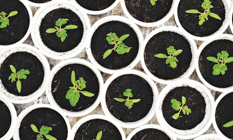 Alys Fowler: time-saving cheats