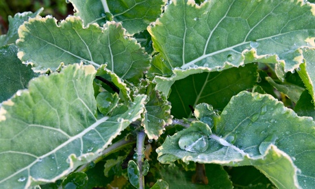 Kale ‘Daubenton’s Variegated’: is it a true perennial? Photograph: Gap Photos/John Swithinbank