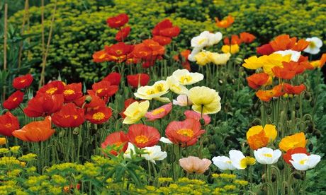 Papaver nudicaule ‘Meadow Pastels’ and ‘Red Sail’. Photograph: Gap Photos/Jonathan Buckley