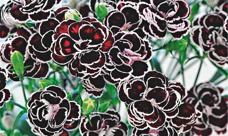 Plant of week: Carnation 'Blackjack'