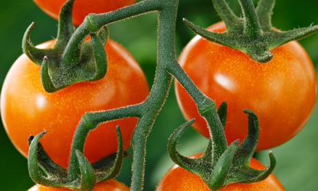 WTDTW: Sungold tomato