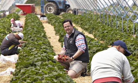 David Long employs EU migrants to pick his strawberries on his farm in Kent