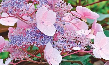  Hydrangea ‘Hot Chocolate’.
