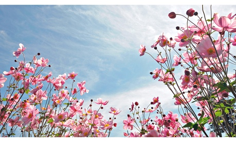 Alys Fowler: windy plots