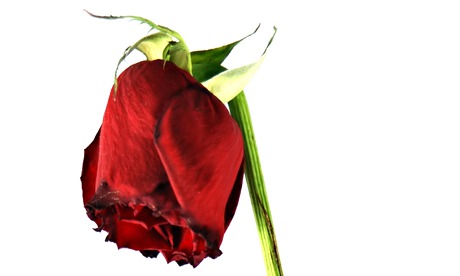 Is Labour's red rose wilting as the party faces a fixed-term of five years in opposition?