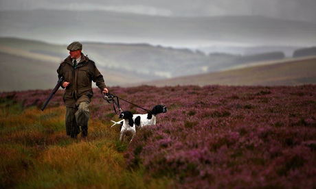 Grouse moor, Scotland