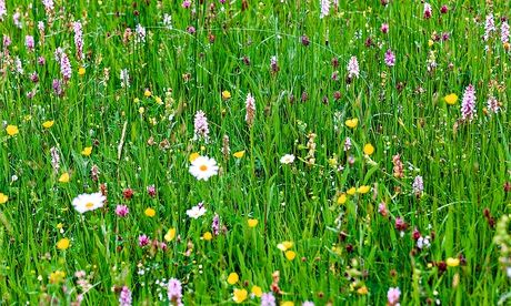 Alys Fowler: flowering lawns