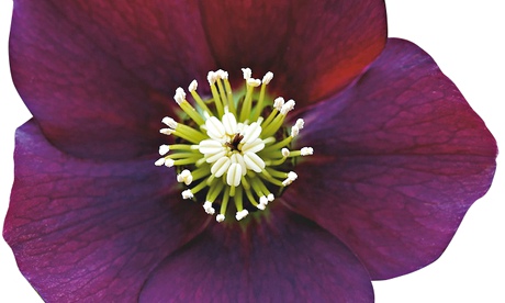 WTDTW: hellebore
