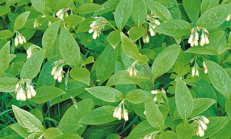 Ask Alys: comfrey
