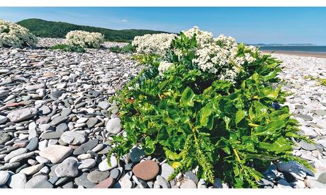 Sea beet (foreground) with seakale behind