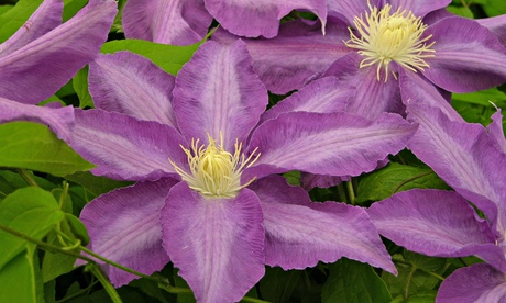 WTDTW: Clematis 