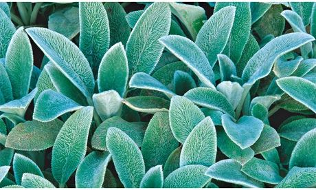 Alys Fowler: lambs' ears