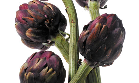 artichokes cynara