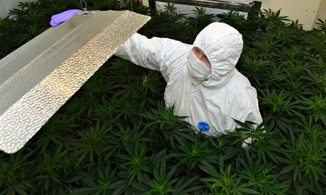 Cannabis grown in Portadown