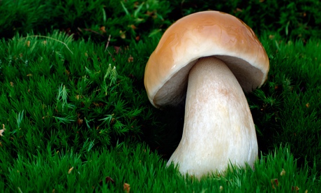 Wild mushroom in grass