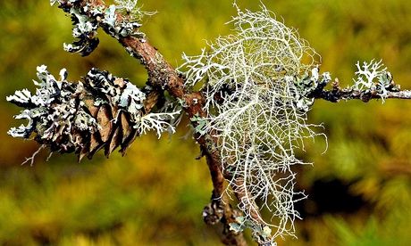 Usnea subfloridana lichen