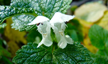 White dead-nettle