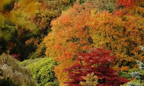 Autumn tree colours