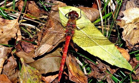 Common darter dragonfly