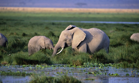 Elephants in Tanzania