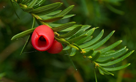 Yew branch