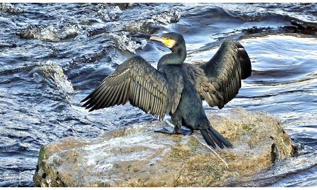 Cormorant