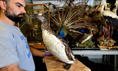 Dan Gordon, keeper at Great North Museum