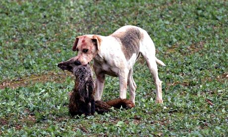 Hound killing fox