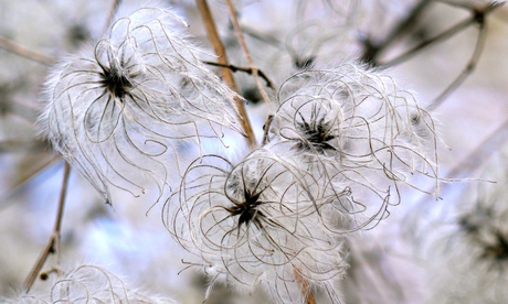 Traveller's joy seedheads