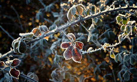 Brambles covered by hoar frost