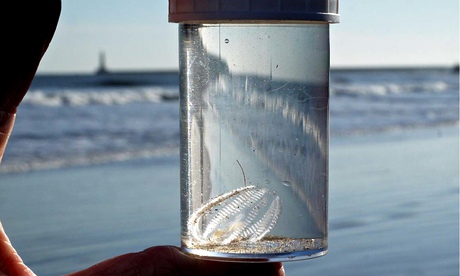 Sea gooseberry in jar