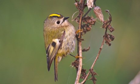 A goldcrest