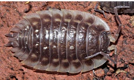 Woodlouse on brick
