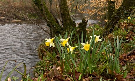 Wild daffodils in West Country, UK