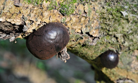 King Alfred's cakes fungi