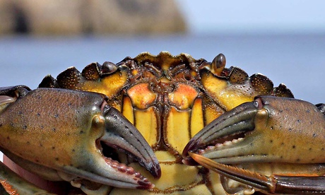 Shore crab